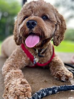 Scarlett , Chief Emotional Support Officer | Adopt a Contractor